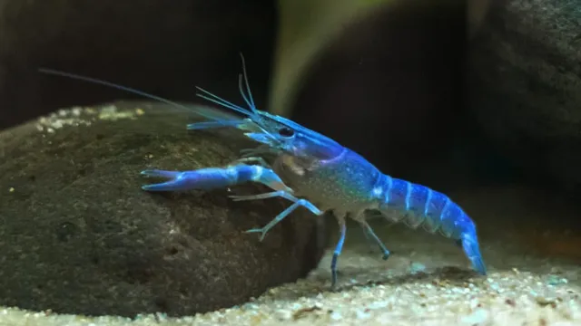 electric blue crayfish care guide