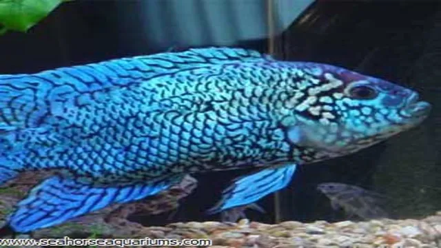 electric blue jack dempsey care guide