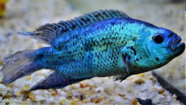 The Ultimate Guide to Caring for Electric Blue Jack Dempsey Fish: Tips, Tricks, and Expert Advice