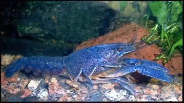 electric-blue-crayfish-care-guide