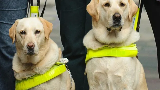 Revolutionizing Mobility: A Guide Dog Charity’s Report on Electric Cars in 2023